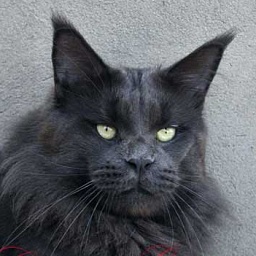 Langstteich's H'Extra-Class-Blue