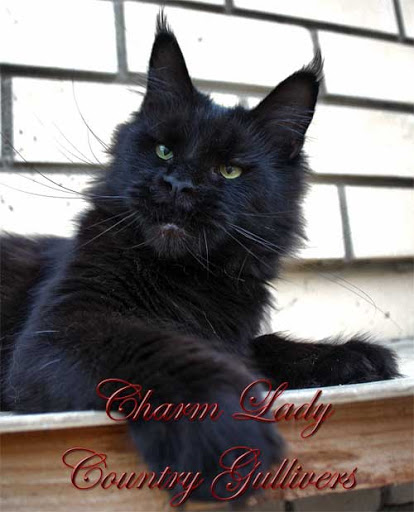 Charm Lady Country Gulliver's - maine-coon