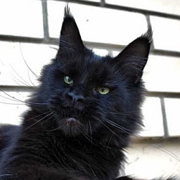 Charm Lady Country Gulliver's