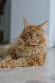 Diabolo Lucky Bargee - мейн-кун 28.01.2011