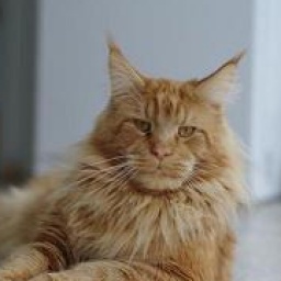 Diabolo Lucky Bargee