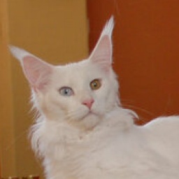 Iliya Polaris Bear from Lukoshkino