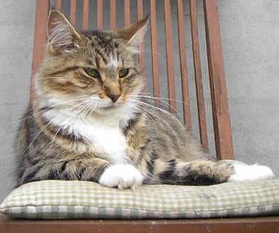 Koontucky Augusta - мейн-кун