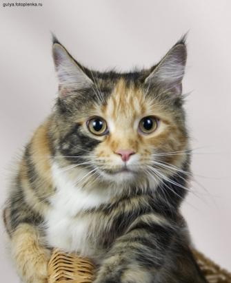 Moscow Star's Penelopa - мейн-кун