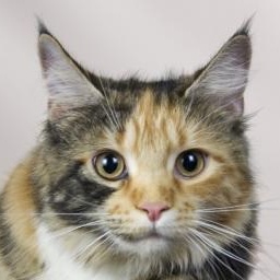 Moscow Star's Penelopa