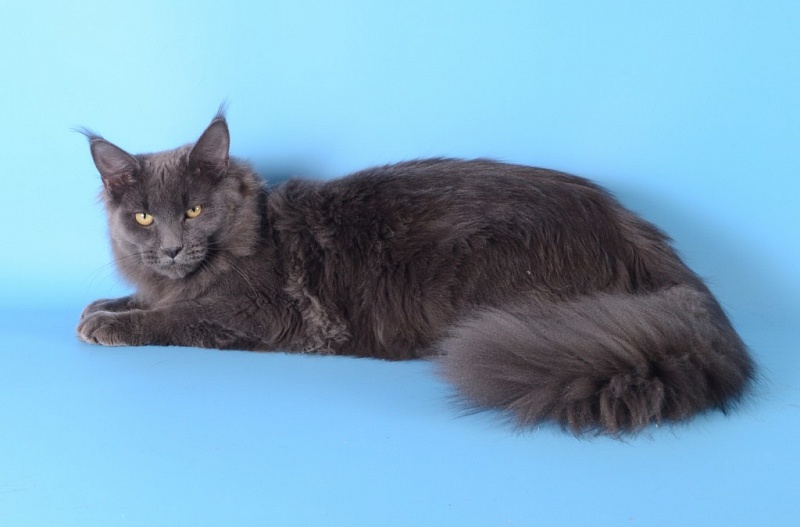 Almaz Lider - мейн-кун