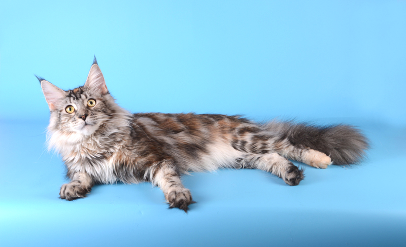 Skarlet of Akbars - Junior maine-coon 9 months 2.5 weeks