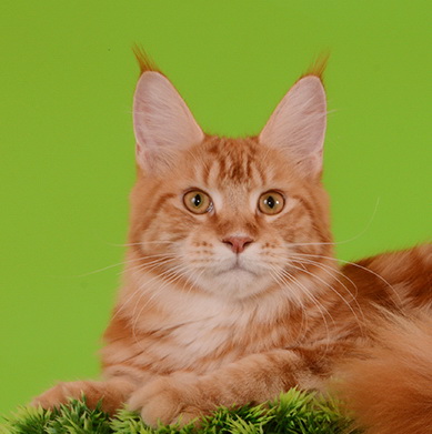 Shelby of Akbars - Kitten maine-coon 6 months 4 weeks