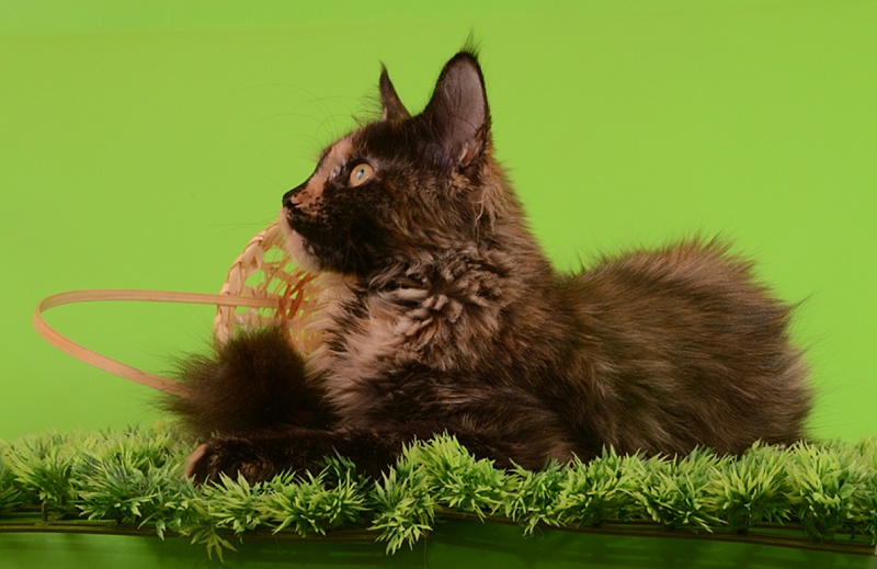 Bagira Akbars - maine-coon