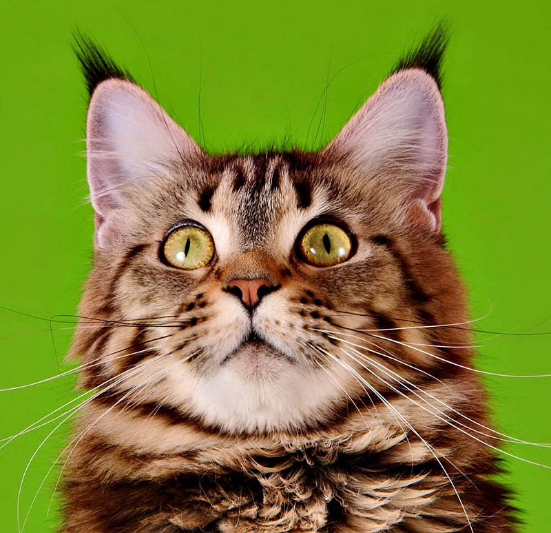 Ashatan Izumi - Adult maine-coon 2 years 1 month 3 weeks