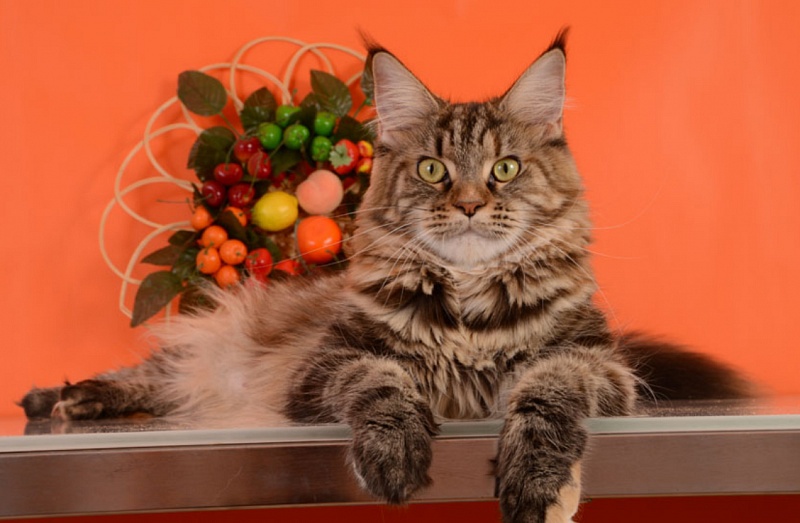 Mona Lisa Akbars - maine-coon