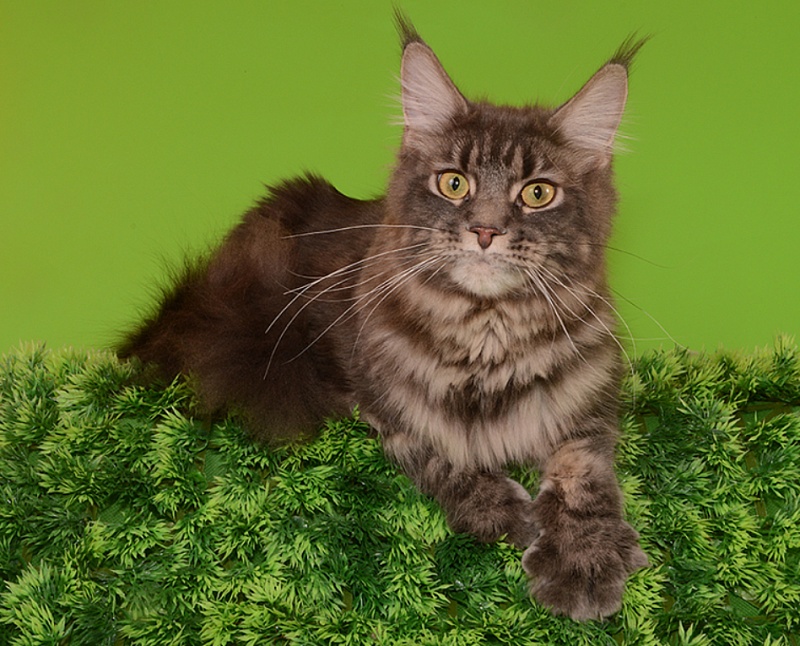 UfaCoon's Grey Kitty - мейн-кун