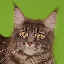 UfaCoon's Grey Kitty