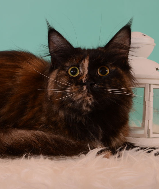 Garmonia of Acanit - Adult maine-coon 1 year 3 months 3.5 weeks