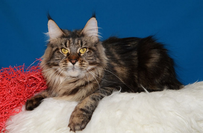 Kristina of Akbars - maine-coon