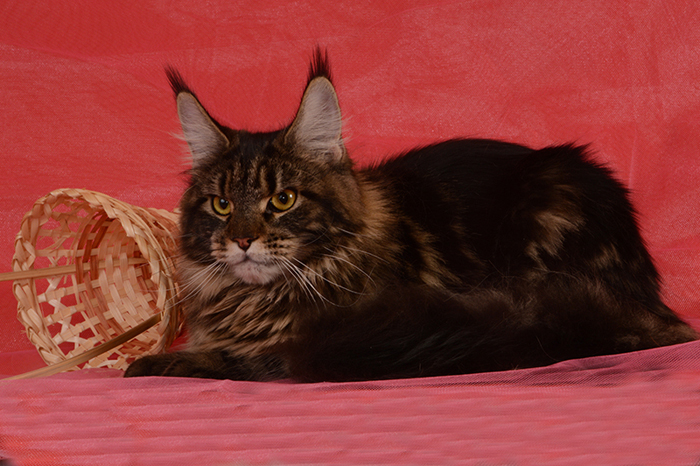 UfaCoon's Gerda - мейн-кун 03.10.2013