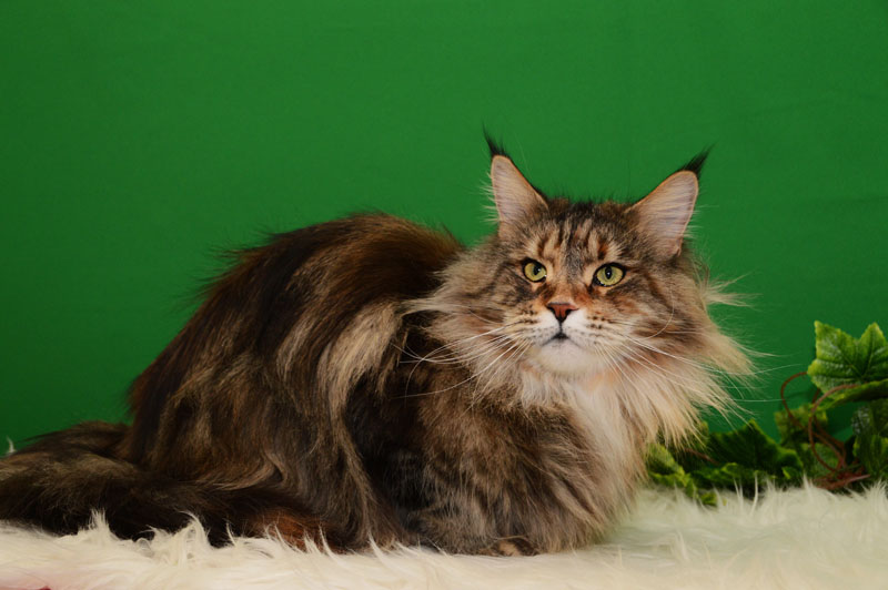 Our Joy's Vanessa - Adult maine-coon 3 years 10 months 3 weeks