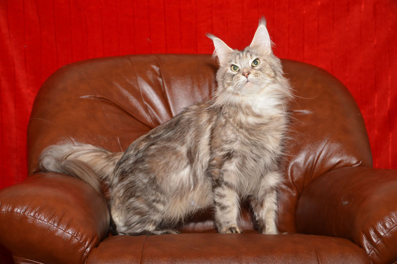 Ressie Ufimskiy Triumf - Adult maine-coon 2 years 2 months 3.5 weeks