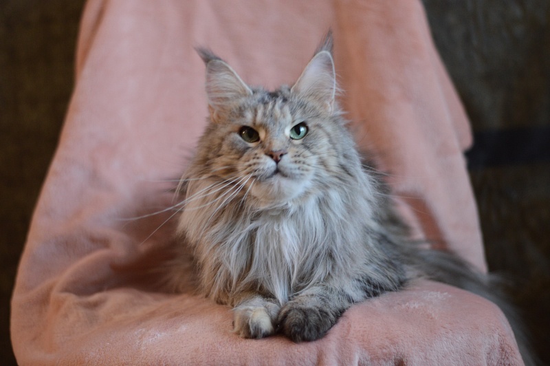 Ressie Ufimskiy Triumf - Adult maine-coon 3 years 2 months 0.5 weeks