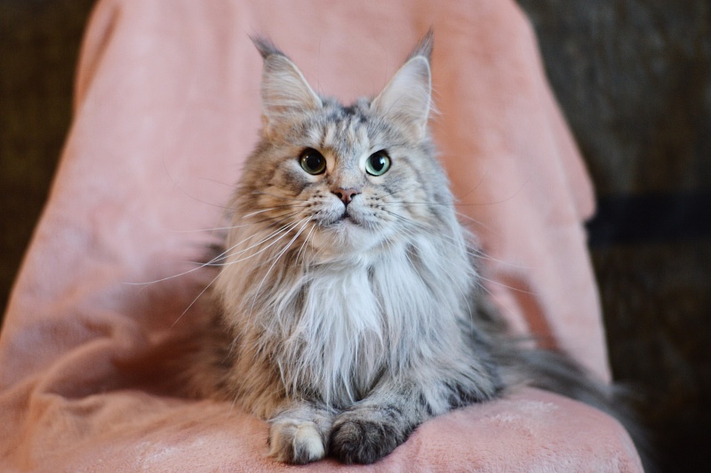 Ressie Ufimskiy Triumf - Adult maine-coon 3 years 2 months 0.5 weeks
