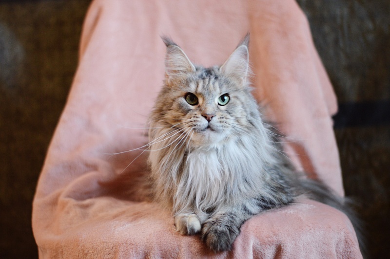 Ressie Ufimskiy Triumf - Adult maine-coon 3 years 2 months 0.5 weeks