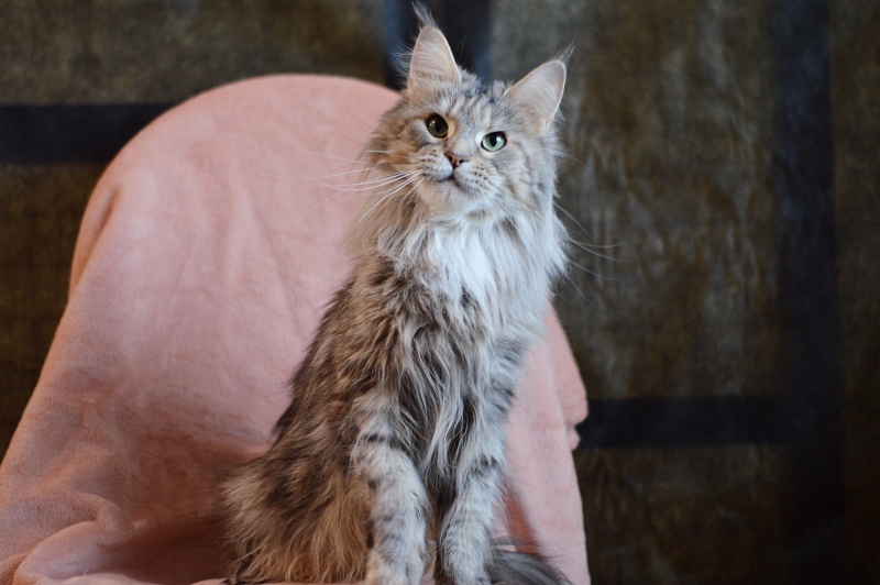 Ressie Ufimskiy Triumf - Adult maine-coon 3 years 2 months 0.5 weeks