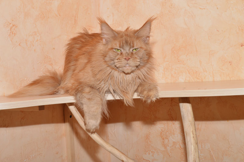 Narniya Akbars - Adult maine-coon 2 years 7 months 1 week