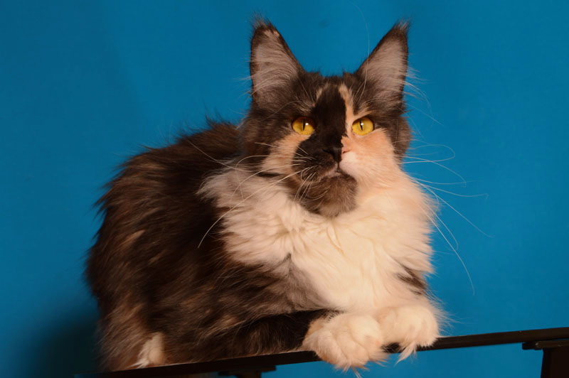 Moppins Alice - Adult maine-coon 1 year 10 months 3.5 weeks