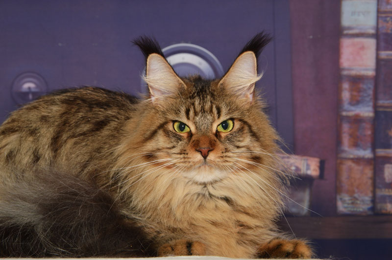 Zarina Akbars - Adult maine-coon 1 year 2 months 3 weeks