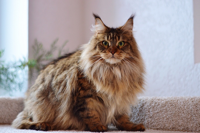 Zarina Akbars - Adult maine-coon 2 years 3 months 3 weeks