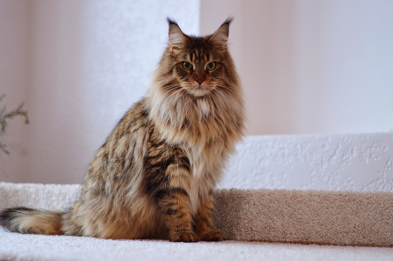 Zarina Akbars - Adult maine-coon 2 years 3 months 3 weeks