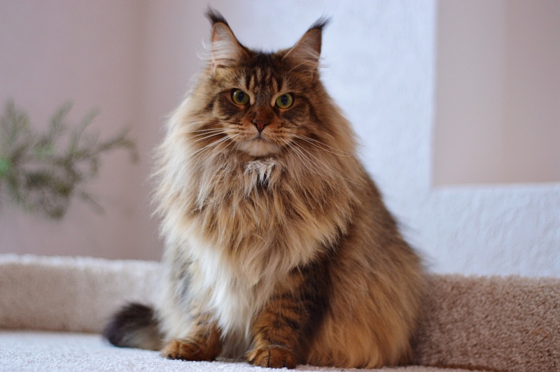 Zarina Akbars - Adult maine-coon 2 years 3 months 3 weeks