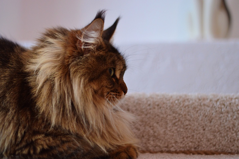 Zarina Akbars - Adult maine-coon 2 years 3 months 3 weeks