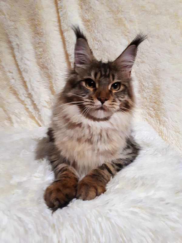 Zarina Akbars - Junior maine-coon 7 months 0.5 weeks
