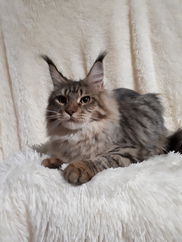 Zarina Akbars - Junior maine-coon 7 months 0.5 weeks