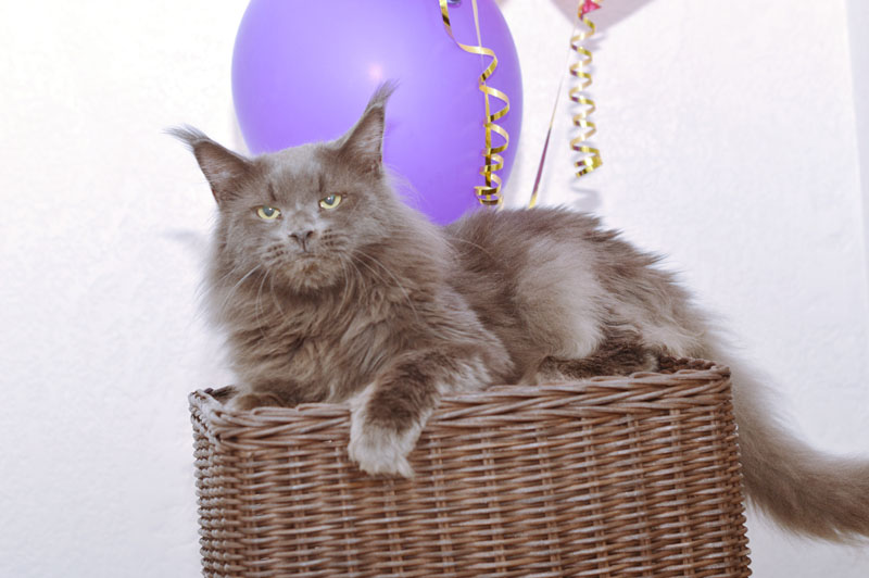 Ivorycoast Ursul - Adult maine-coon 2 years 10 months 1 week