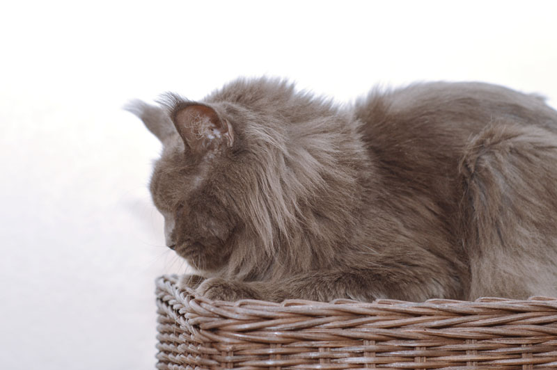 Ivorycoast Ursul - Adult maine-coon 2 years 5 months 1 week