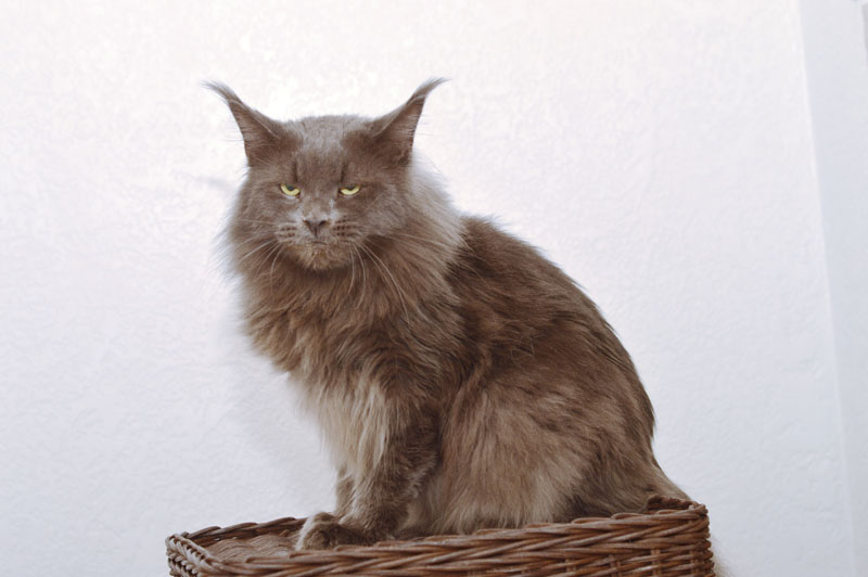 Ivorycoast Ursul - Adult maine-coon 2 years 5 months 1 week
