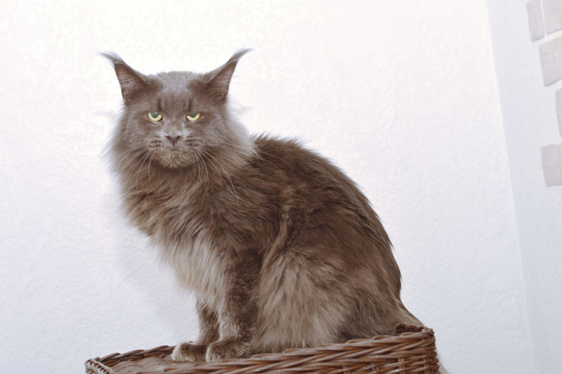 Ivorycoast Ursul - Adult maine-coon 2 years 5 months 1 week