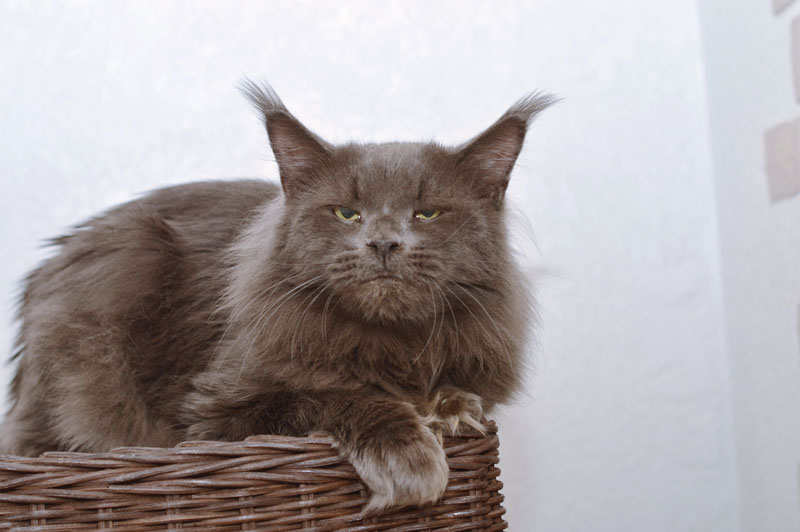 Ivorycoast Ursul - Adult maine-coon 2 years 5 months 1 week