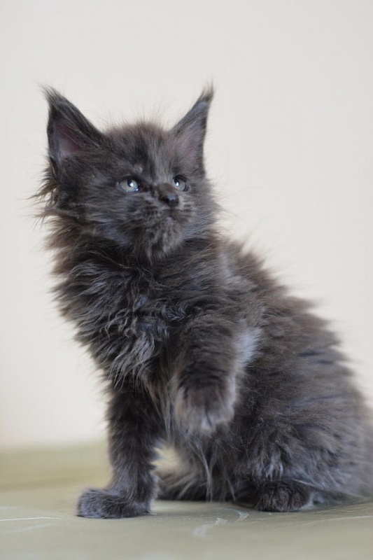 Ivorycoast Ursul - Kitten maine-coon 2 months