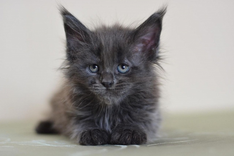 Ivorycoast Ursul - Kitten maine-coon 2 months
