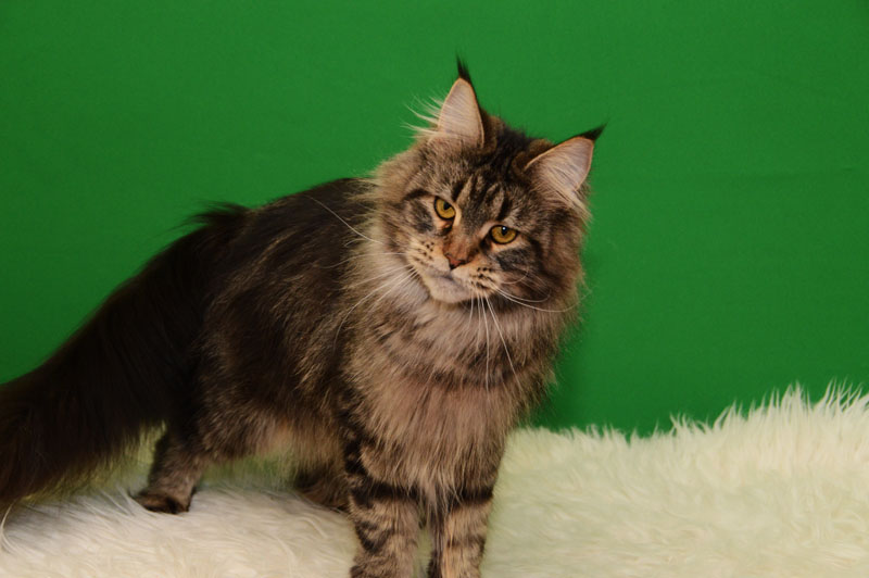 Grettel of Akbars - Adult maine-coon 2 years 1 month 2 weeks