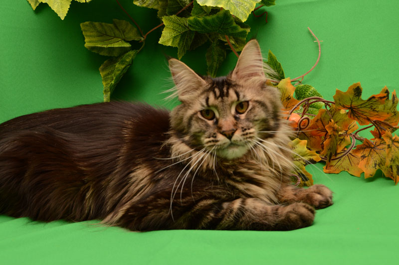 Jasmine  Akbars - Adult maine-coon 1 year 2 months 1 week