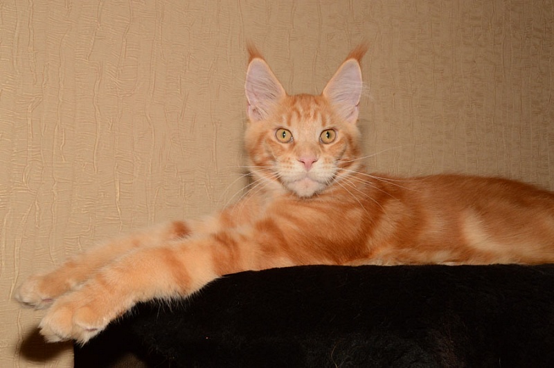 Friederike Akbars - Kitten maine-coon 5 months 1 week