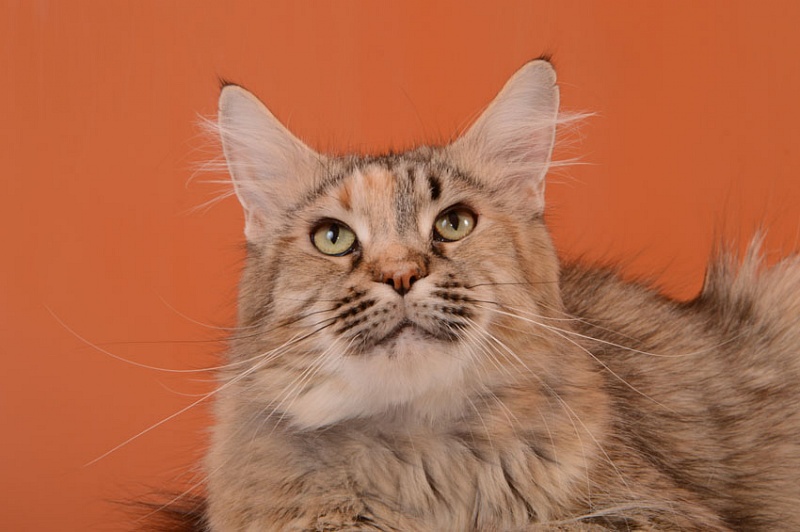 Angelina Jolie - Adult maine-coon 3 years 5 months 0.5 weeks