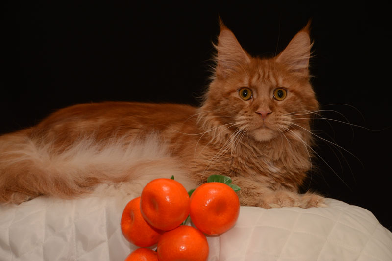Alexandra Akbars - Adult maine-coon 1 year 2 months 2.5 weeks