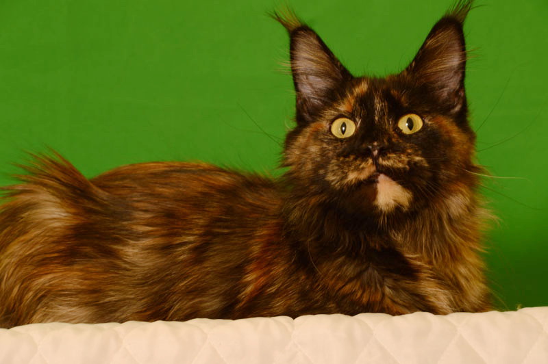 Anna Bella Akbars - Adult maine-coon 1 year 3 months 3.5 weeks