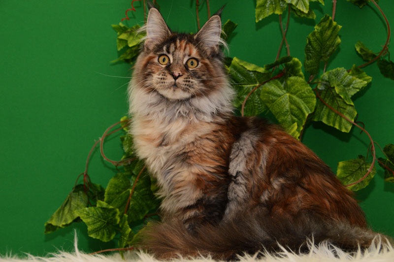 Agatha Akbars - Kitten maine-coon 5 months 0.5 weeks
