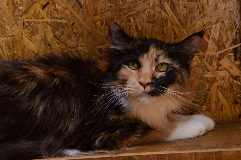 Amerrkoon Elizabet - Взрослый мейн-кун 3 года 2 месяца 3 недели